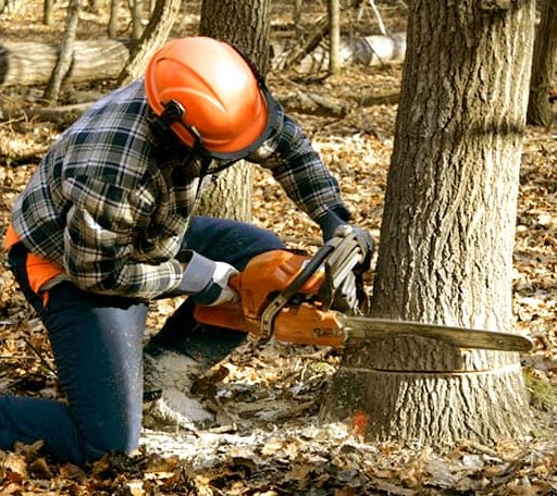 Tree Removal in Caulfield, MO